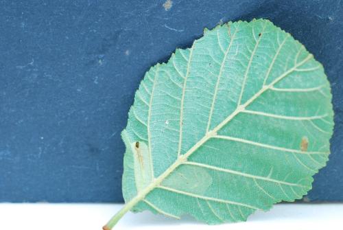 Phyllonorycter rajella